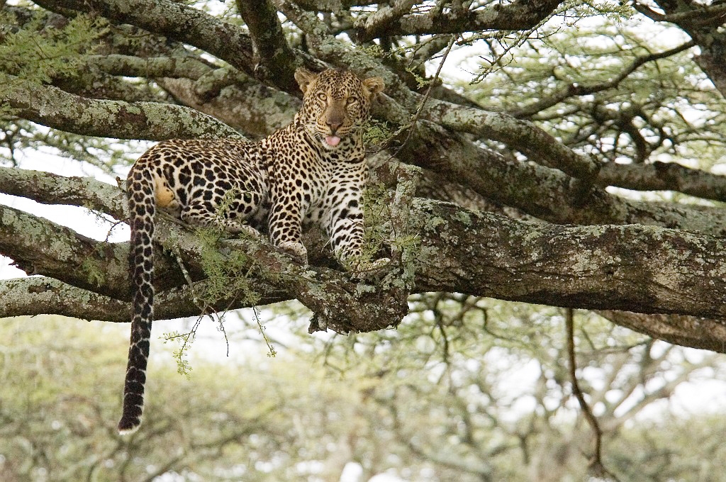 Ndutu Leopard01.jpg - Leopard (Panthera pardus), Ndutu Tanzania March 2006